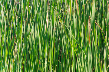 Fondo de juncos verde