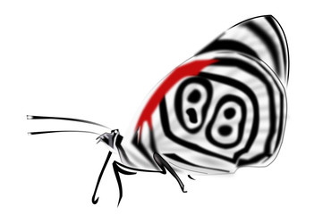 Vector illustration of a butterfly