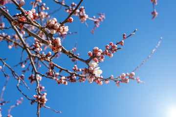 Flowering apricot branch against clear blue sky on sunny day. Apricot tree in bloom. Spring blossom background.