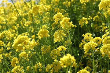 Obraz premium 菜の花畑