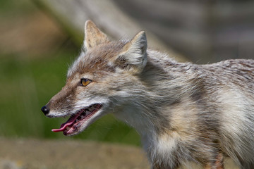 Portrait of an arctic fox