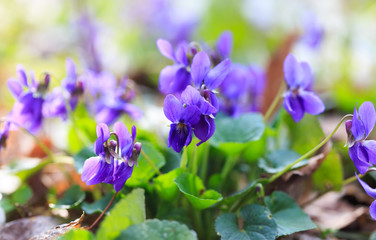 Fototapeta na wymiar Spring flowers. Violet violets flowers bloom in the spring forest. Viola odorata. Beautiful banner of natural