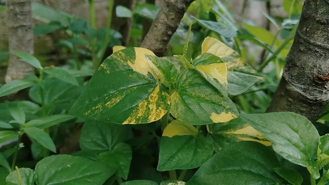 Peperomia pellucida (pepper elder, shining bush plant, and man to man) with natural background.