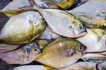 Close up fresh fish group on the supermarket counter