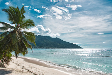Scenic view on idyllic beach with sand and palm tree.