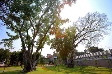 Big trees and afternoon lawns in a public park in Bangkok.