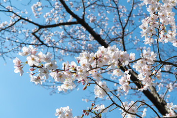 3月の桜　青空　8分咲き