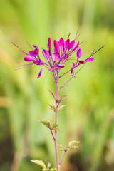 Fototapeta premium Pink Cleome hassleriana flower in summer garden. Flowers are commonly known as spider flowers spider plants spider weeds