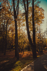 autumn in the forest