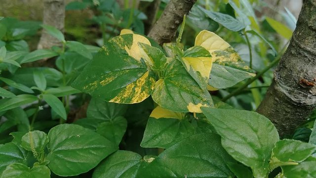 Peperomia pellucida (pepper elder, shining bush plant, and man to man) with natural background.