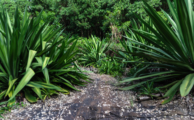Obraz premium Path in the tropics among green big plants.