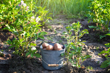 First harvest of potatoes in garden