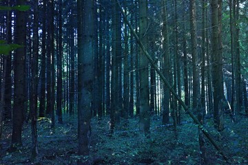 Obraz premium beautiful green pine forest, tree trunks