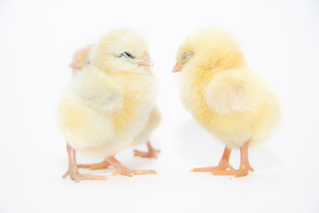 Chickens on a white background. Poultry. Isolated background. Article about avian flu. The concept of Studio photography for articles and advertising on domestic birds and caring for them.