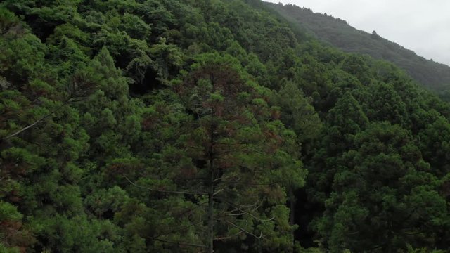 山の木々
