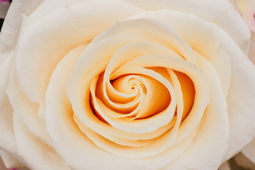 Bud of the blooming cream rose close up.