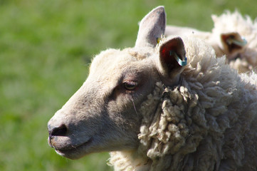 portrait of a sheep