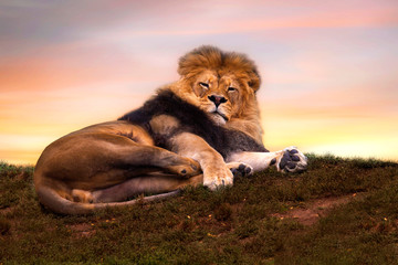 Reclining male lion