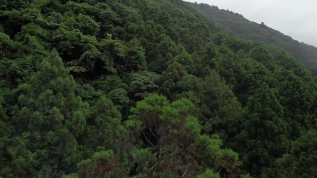 山の木々