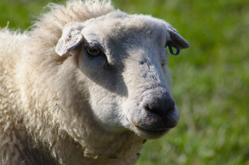 Obraz premium sheep close up portrait