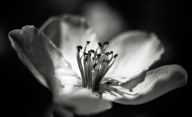 Beautiful close ups of spring colored flowers in bloom, dandelions or leaves with delicate details...