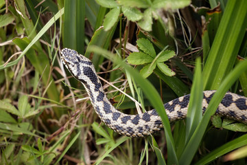 Common European Adder (Vipera berus) slithering through the vegetation