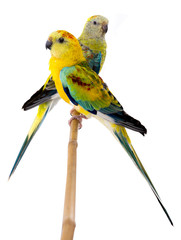 male and female parrot (haematonotus psephotus) singing isolated