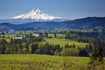 Naklejka premium Mt Hood from Parkdale, Oregon