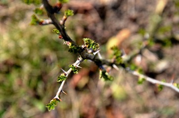 close up branch with young leaves and thorns of bush gooseberry growing in soil in garden in spring sunny day. copyspace