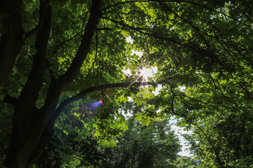 Green tree branches with sun ray of light and lens flares