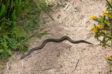 Common European Adder (Vipera berus)