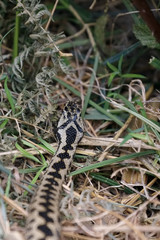 Fototapeta premium Common European Adder (Vipera berus)