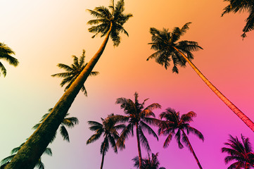 Silhouette tropical palm tree with sun light on sunset sky. Summer vacation and nature travel adventure concept. Coconut palm trees against colorful sunset