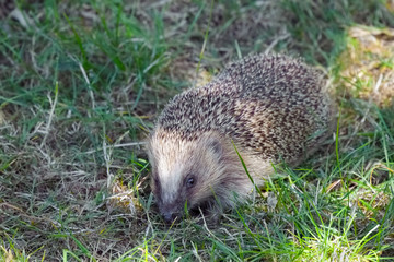 European Hedgehog (Erinaceus europaeus)