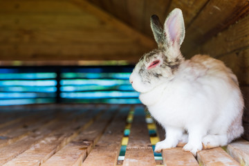 white and grey rabbit sleeping on the wooden floor