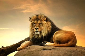 Lion mâle, couché