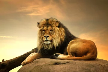 Foto op Plexiglas Geel Mannetjes leeuw, liggend