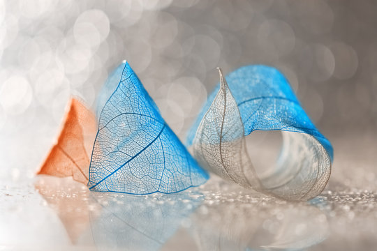 Colored transparent leaves blue, white and red on a beautiful bokeh background and water drops. Delicate abstract elegant art image. Selective, soft focus.