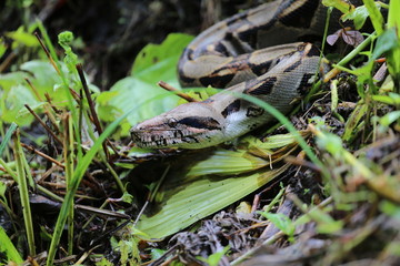 Boa Constrictor Imperator, Costa Rica