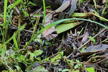 Boa Constrictor Imperator, Costa Rica