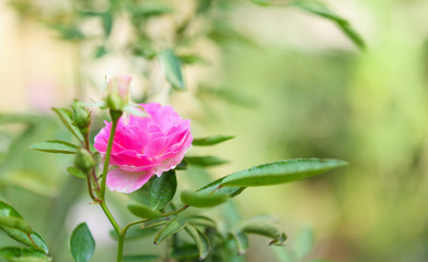 Obraz premium Beautiful pink roses flower in the garden