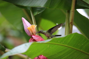 A hummingbird that is sucking nectar from a banana flower