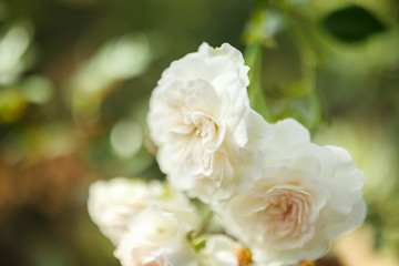 Beautiful white roses flower in the garden