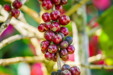 Fresh coffee beans on tree branches