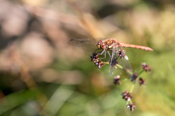 Common Darter (Sympetrum striolatum) resting on a flower head