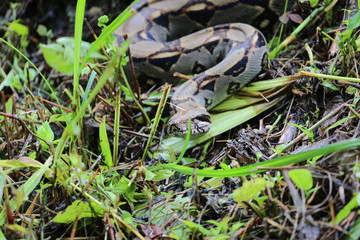 Boa Constrictor Imperator, Costa Rica