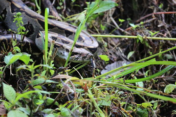Boa Constrictor Imperator, Costa Rica