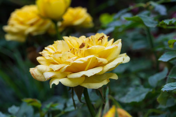 Fototapeta premium Beautiful yellow roses flower in the garden