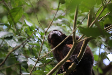 Howler Monkey at Tortuguero National Park