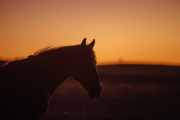 Obraz na płótnie Canvas silhouette of a horse in sunset